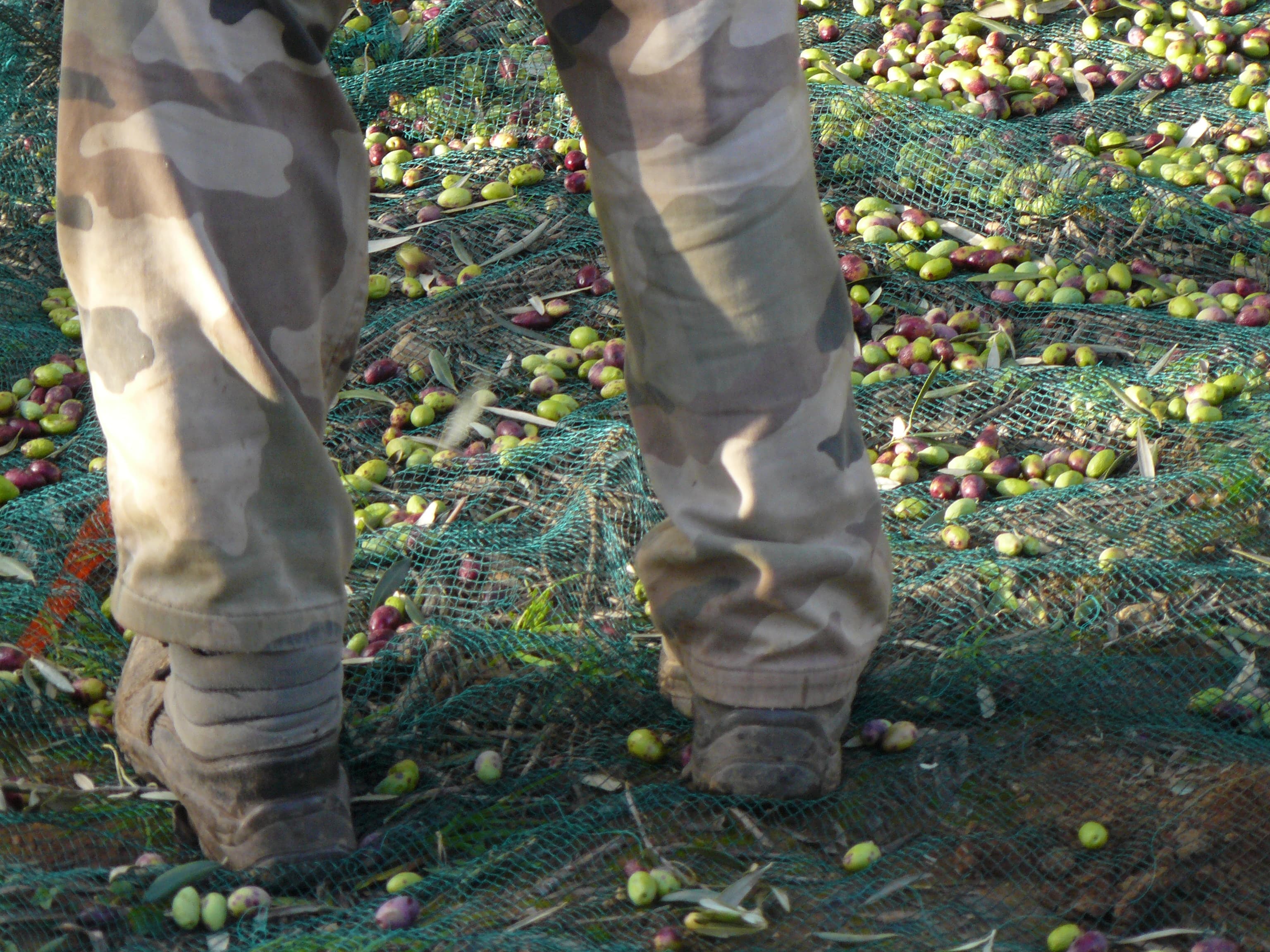 Visite et dégustation au moulin huile d'olive Pattus